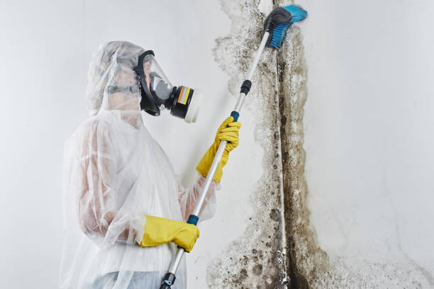 Best Bathroom Mold Remediation in Oakwood, IL