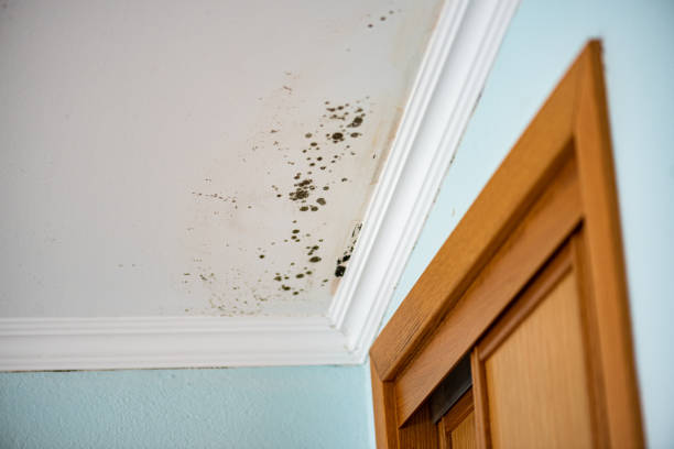 Best Insurance-Related Mold Remediation in Oakwood, IL
