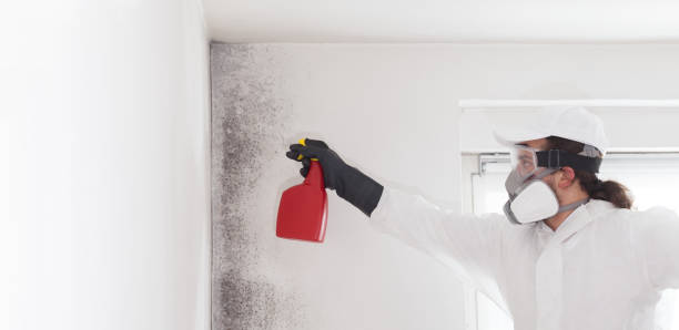 Best Post-Flood Mold Remediation in Oakwood, IL