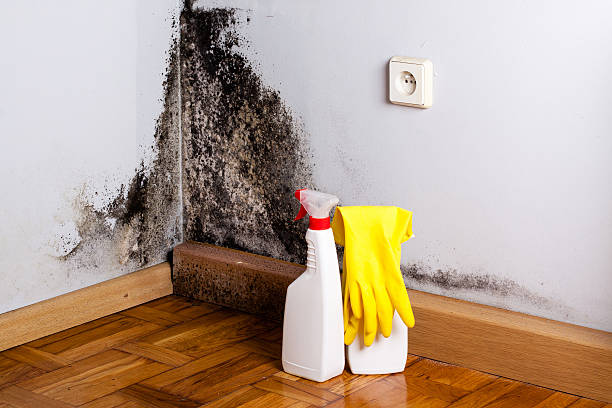 Best Emergency Mold Remediation in Oakwood, IL